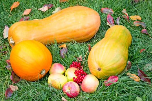On the green grass lay three large ripe pumpkin, ripe apples and red berries.