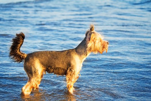 Beautiful pedigree dog on the beach plays in the coastal strip of water.