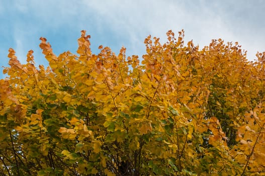 yellow leaves in a autumn day, Siena, Tuscany, Italy