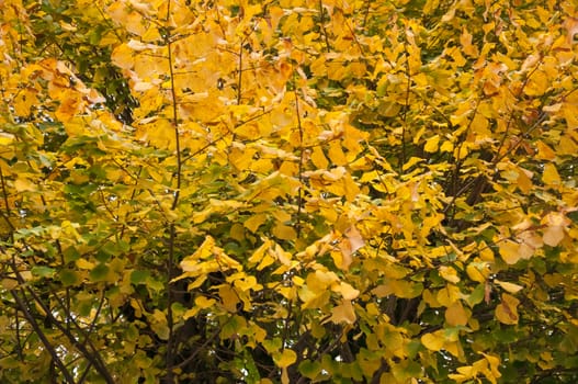 yellow leaves in a autumn day, Siena, Tuscany, Italy