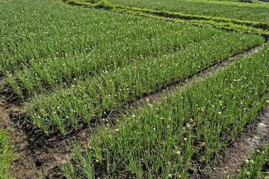 Rows of onion plots in a vegetable farm