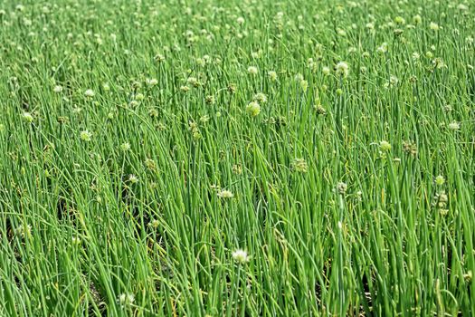 Closeup of onion plants in a vegetable farm