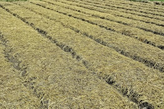 Rows of organic vegetable plots ready for planting