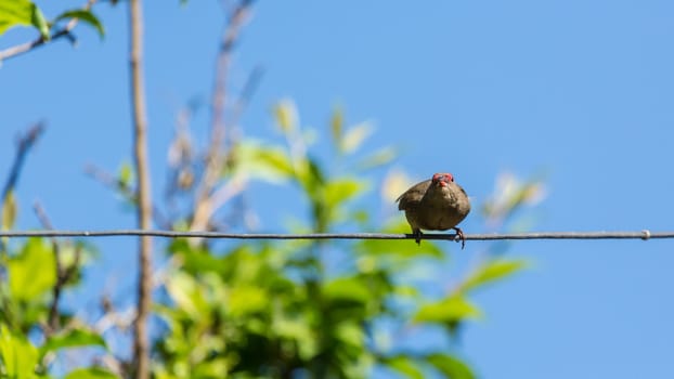 A little greyish brown coloredr brid sitting on an electric wire