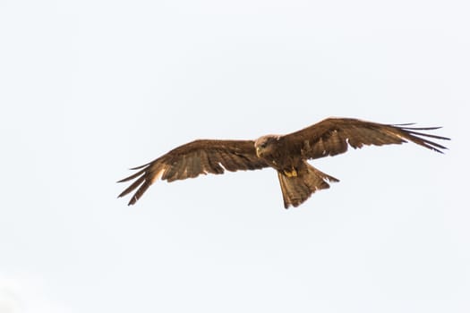 Black Kite which is locally known as Amora, flying in the air