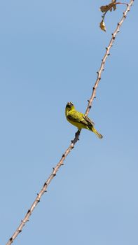 A beautiful small yellow robin sitting on a twig pecking a flower