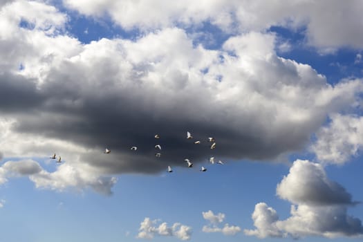 
Migratory birds in the fall, in the sky approaching rain.