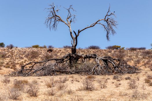 Lonely dead tree in an arid landscape, Kgalagadi Transfrontier Park, Botswana, true wildlife