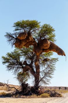 African masked weaver big nest on tree, african landscape, Kgalagadi Transfrontier Park, Botswana, true wildlife