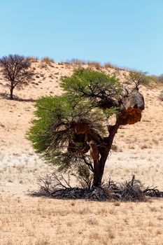 African masked weaver big nest on tree, african landscape, Kgalagadi Transfrontier Park, Botswana, true wildlife