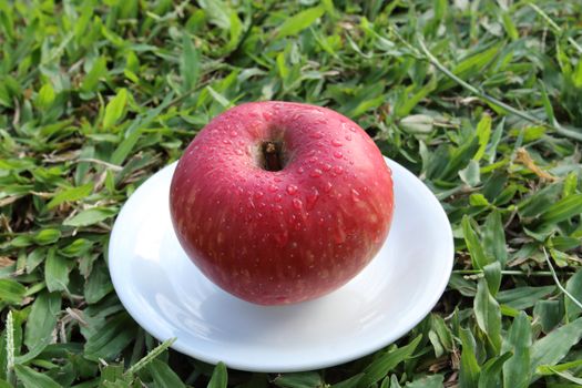 red apple on the white dish.