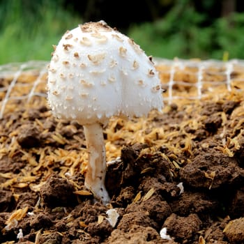White mushroom growing from the ground.