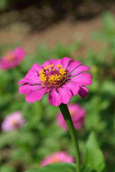 The pink zinnia is blooming in garden.