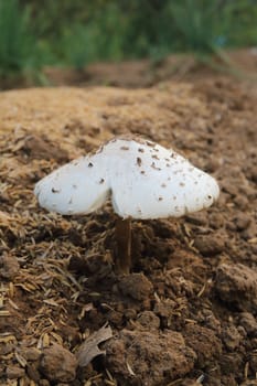 White mushroom growing from the ground.