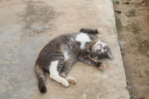 cat lying down lazy looks funy.