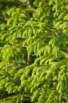 Pine tree branches closeup detail