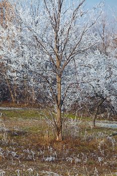 Winter tree detail with frost