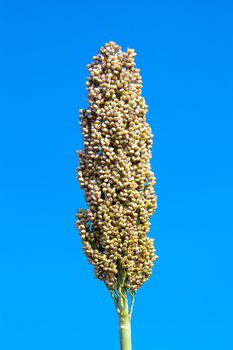 Sorghum bicolor.seed ku 439 of thailand. Close up of sorghum bicolor plant with blue sky.