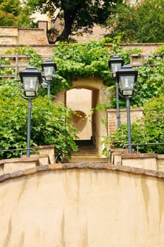 Photo shows details of green garden and its flowers.