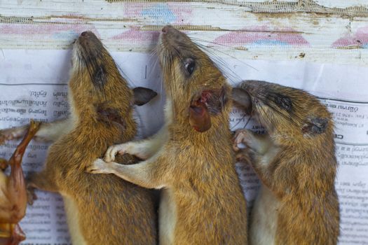 VANG VIENG,  Squirrels are sold at central city morning market  in Vang Vieng, Lao 