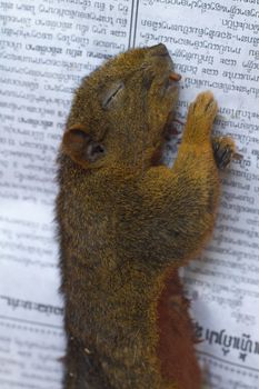 VANG VIENG,  Squirrels are sold at central city morning market  in Vang Vieng, Lao 