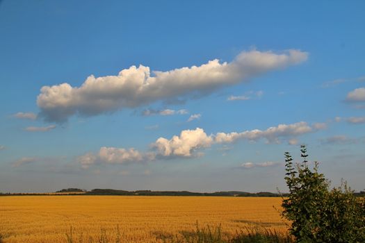 Photo shows details of countryside wood and landscape.