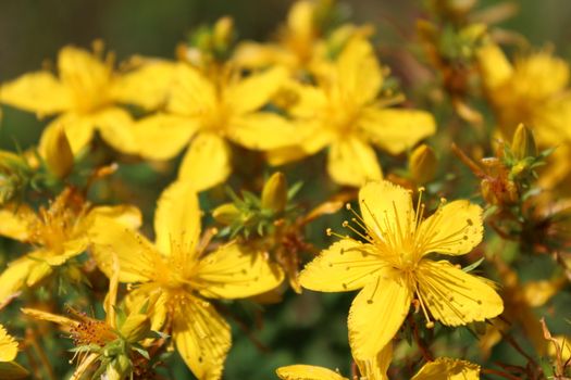 Yellow beautiful flowers of medical St.-John's wort