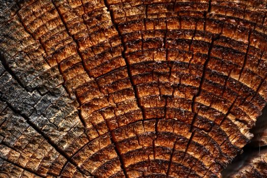 Wooden background with cracked annual growth ring