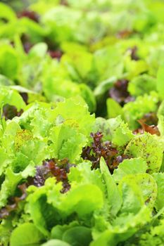 Young salad lettuce growing outdoors