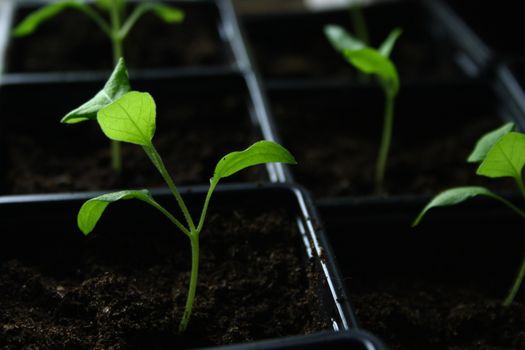 Green seedling growing out of soil