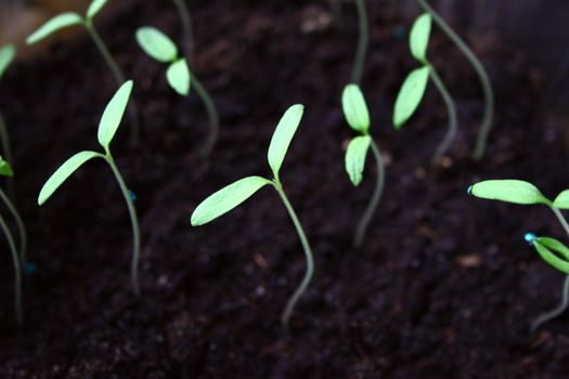 Green seedling growing out of soil