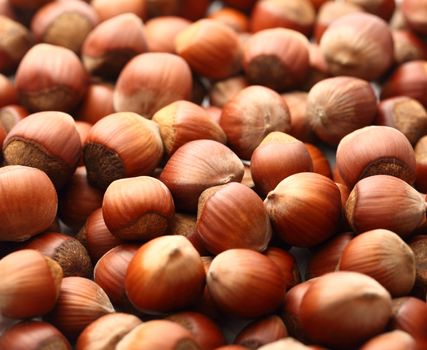 Fresh brown hazelnut as background