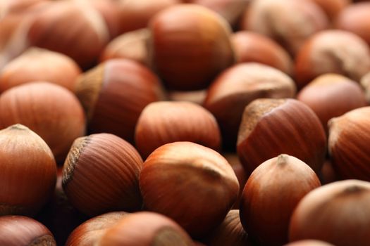 Fresh brown hazelnut as background