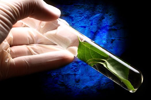 Hand in glove holding test tube with plant 