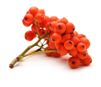 Red ashberry bunch on white