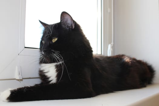 Black cat laying on the white window-sill