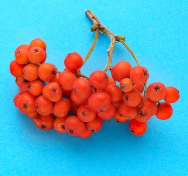 Red ashberry bunch on blue