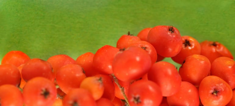 Red ashberry bunch on green