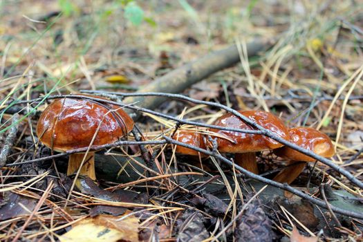 beautiful mushroom of Boletus badius in the moss