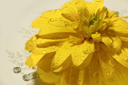 Yellow flower with water drops