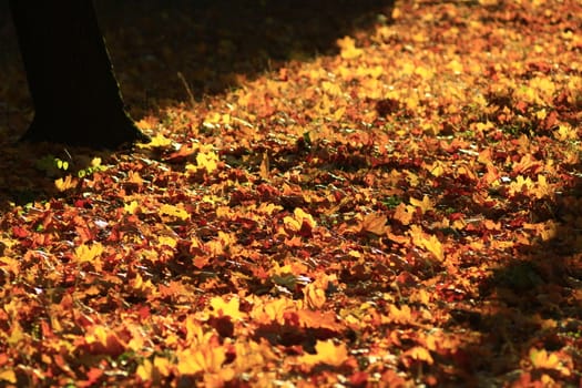 Autumn yellow leaves under the tree in the park