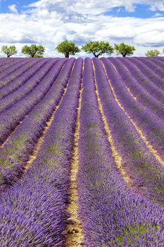 Vertical view of lavender field with cloudy sky, France, Europe
