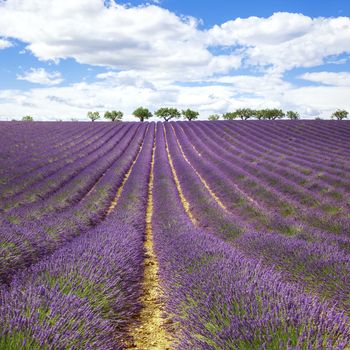 Beautiful lavender field with cloudy sky, France, Europe