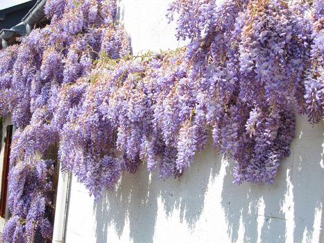 Wisteria on a wall
