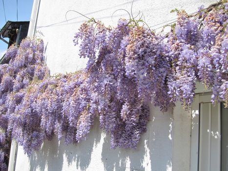 Wisteria on a wall

