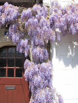 Wisteria on a wall
