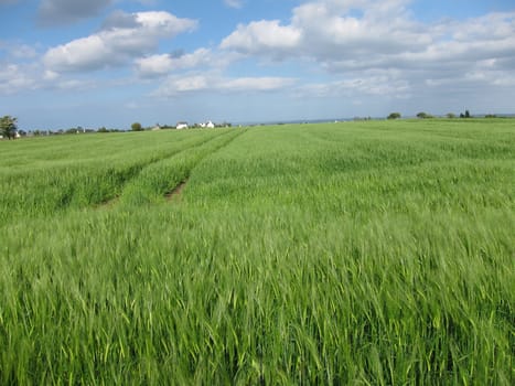 Rye field