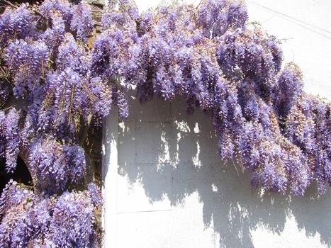 Wisteria on a wall

