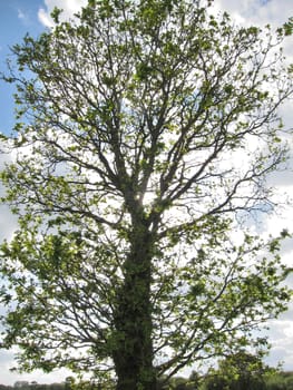 Tree at spring
