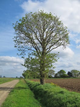 Country road